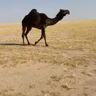 ثنيه مصعد