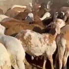 طليان سواكن