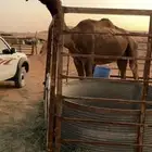 ضرايب طيبه صفر للبيع