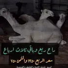 حاشي ب الارباع ولاثمان
