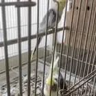 جوز كوكتيل منتج حجم سوبر جامبو