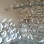 حمام هندي للبيع 50 جوز