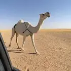 عشراء