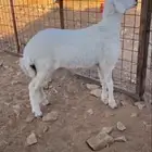 حري هرفي طيب