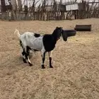 ثلاث معز للبيع