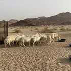 ضان حريه