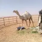 وضحى وضحاء احسبها معشر وطلعت مفيخ الناقه مشروطه وسينافس