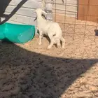 خروف هرفي 3 شهور.