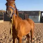 مهر شعبي كفو نادر من نوادر الخيل اب الحزم ام الريم العمر