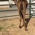 قعود طايش