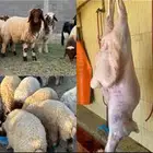 ذبايح للبيع