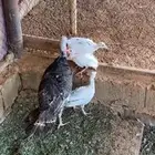 رومي