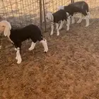 دواغير نجد