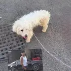 كلب مالتيز للبيع