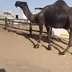 بعير مجهم كفو