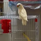 روز أليف وهدد