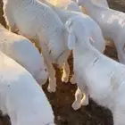 بهم حري