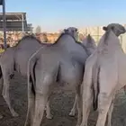 قعدان مرابي