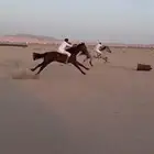 حصان