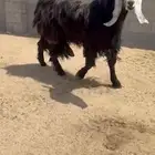 تيس عارضي