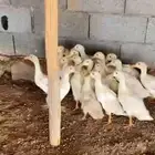 بط بكيني