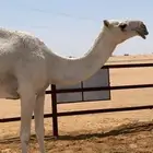 ضرايب