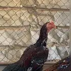 للبيع جوز سندي
