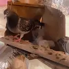 حمام زاجل منتج ماشاءالله للي يرغب باقتناء طيور طيبه