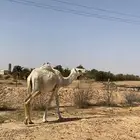 قعود أوضح