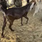 معزا مضاريع ودفيع