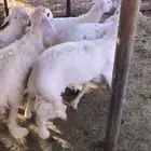 خمسة طليان