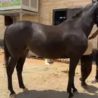 فرس انقليزيه