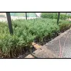 شتلات حنا مع التوصيل