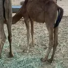 قعود فل شحم وعلي حليب أمه نضيف شرط عمره 5 شهور لي 6