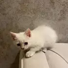 قطط