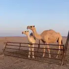 عشرا شقحا منتج