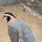 للبيع قهبا