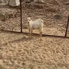 تيس مغلق شحم