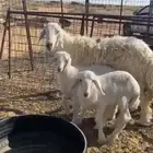 حريه معه خروف ورخل. سلم وروم