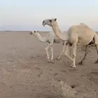 عشرا وضحا تحتها بكرة طيبه
