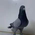 حمام شامي