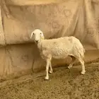 نعجه دافع