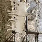 بهم شعره وطرف