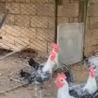 ديوك فيومي للبيع عدد 18 محصن
