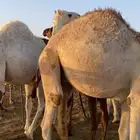 حشو مفاريد طيبه