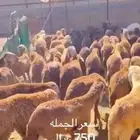 بيع جملة غنم