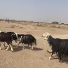 لبيع شياه نجد
