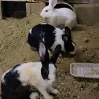 ارانب العدد 4 ذكر الأبيض والباقي اناثي