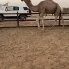 قعود جذع باكستاني