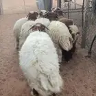 خرفان نعيم بلدي